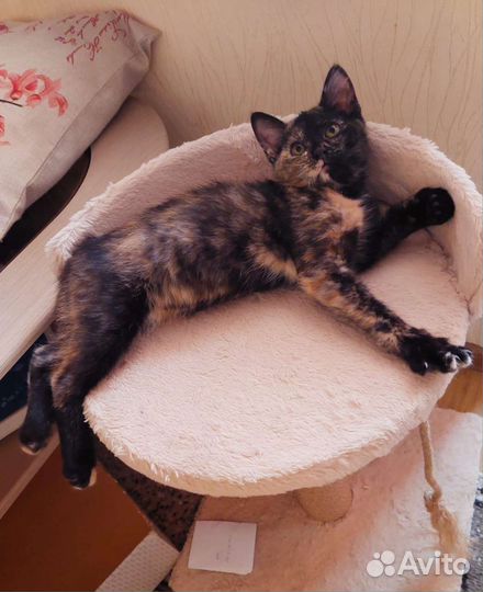 Трехцветный котенок в добрые руки