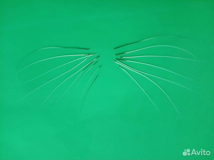 Кошачьи усы