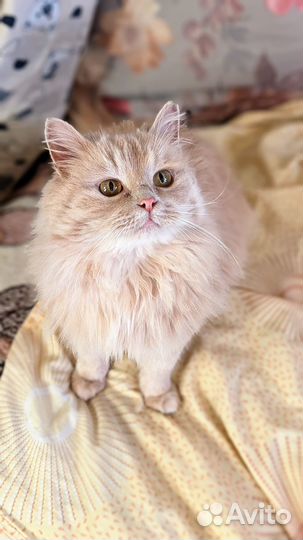 Кошка в добрые руки