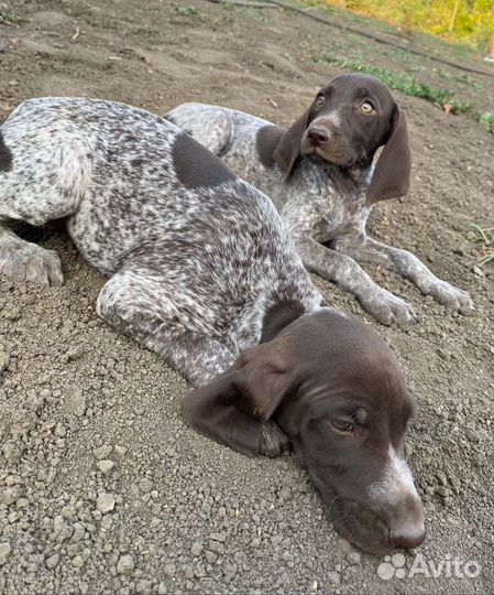 Щенки курцхара