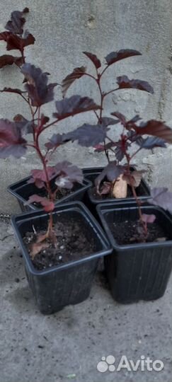 Пузыреплодник Diablo