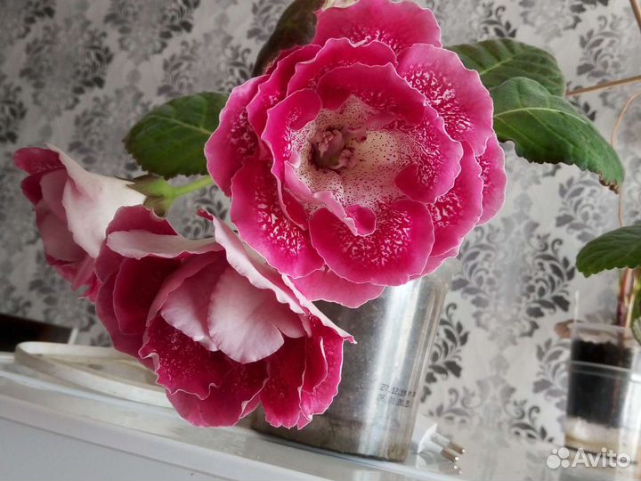 Глоксиния махровая