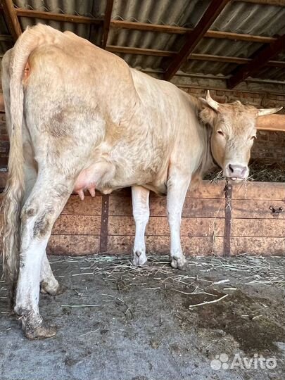 Корова с теленком