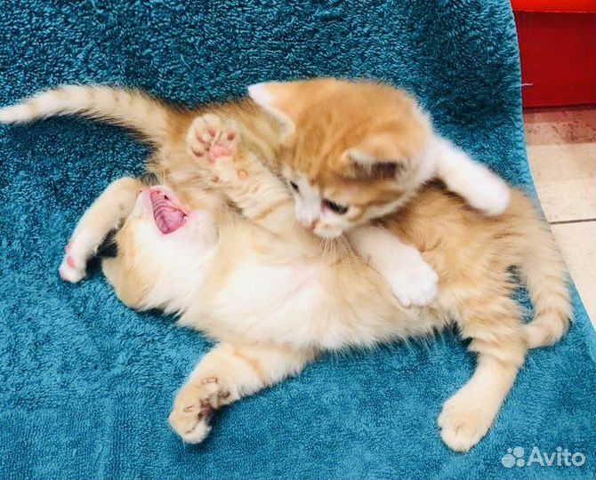 Два рыжих крутых брата ищут дом