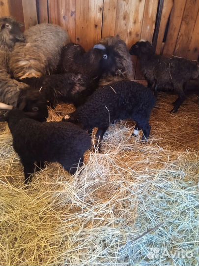 Овцы бараны