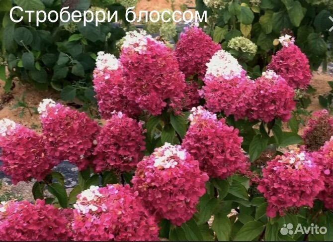 Гортензия метельчатая