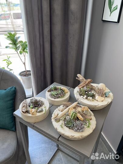 Флорариум суккуленты