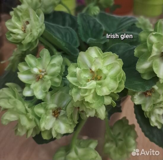 Фиалки сортовые