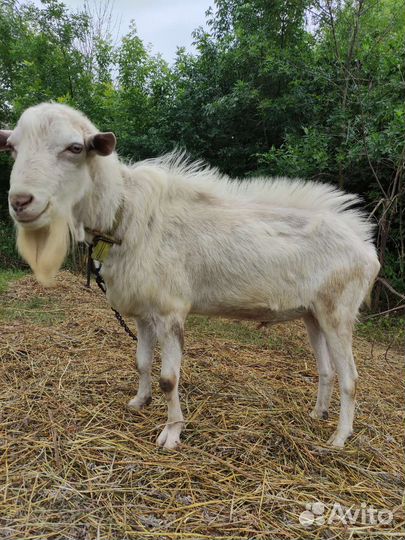 Козел зааненский