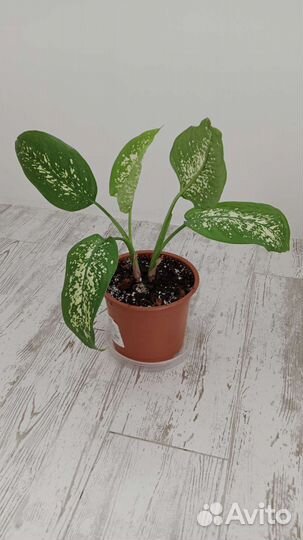 Диффенбахия