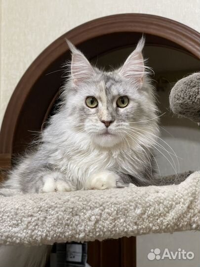 Кошка мейн-кун