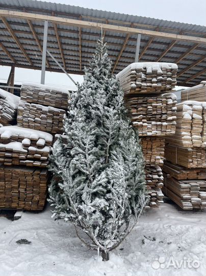Пихта новогодняя (опт, розница) предзаказ