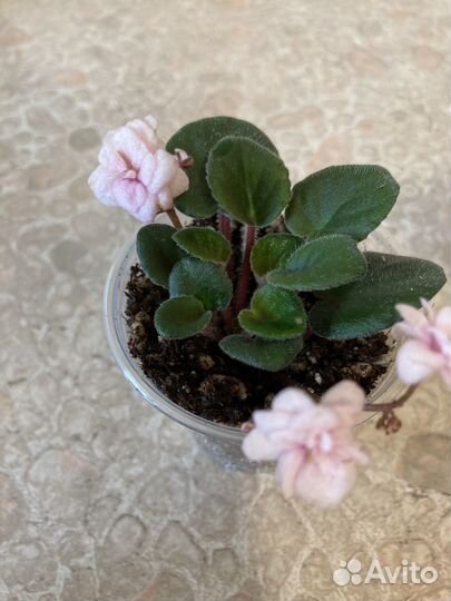 Фиалки трейлеры с цветами