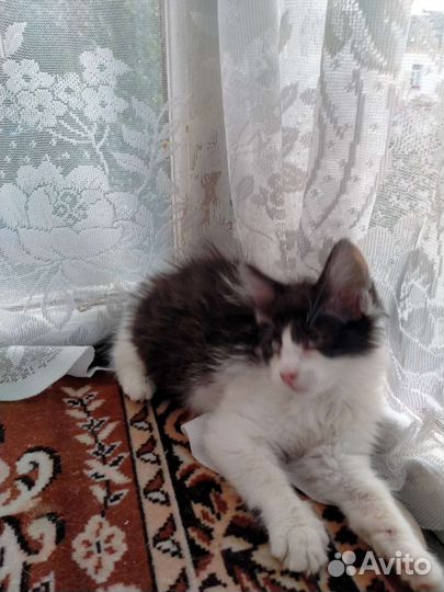 Котёнок в добрые руки (кошка)