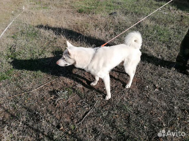 Удмуртский питомник западно-сибирских. Лайка оренбурге. Восточносибирская лайка лайки. Лайка оренбурге. Западносибирская лайка серая.