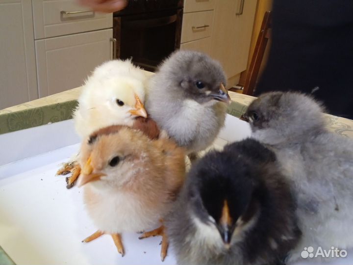 Цыплята