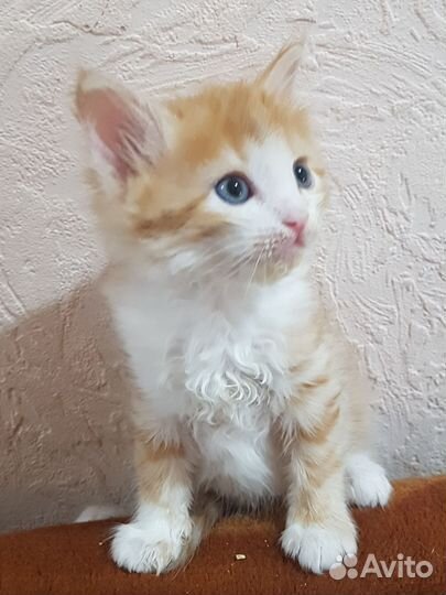 Милые котята