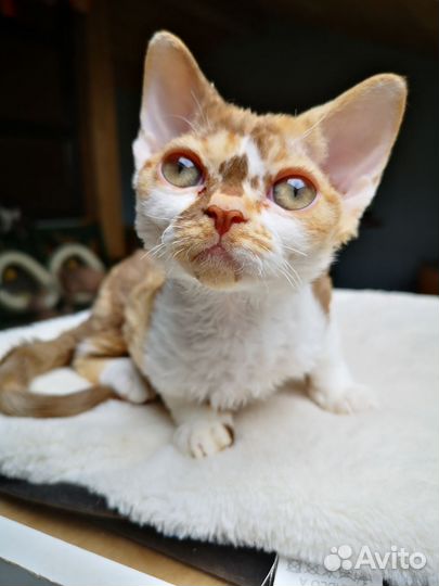 Девочки девон рекс