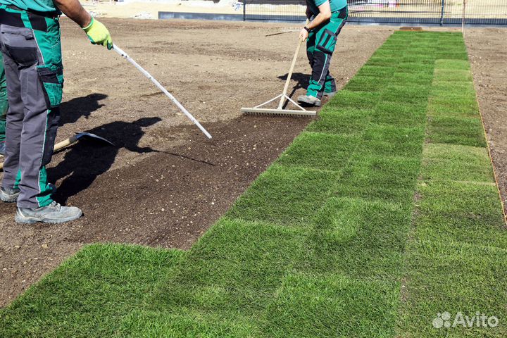 Рулонный газон под ключ
