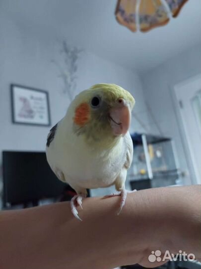 Попугаи кореллы(2) с клеткой