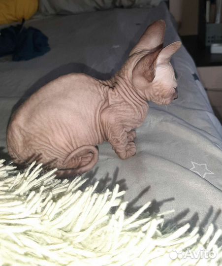 Донской сфинкс котята