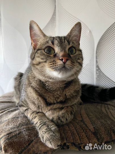 Котенок в добрые руки