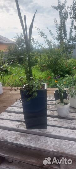 Сансевиерия