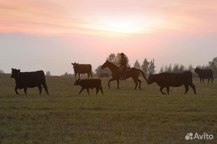 Оператор-животновод