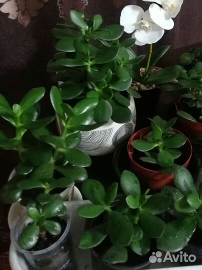 Денежное дерево детки