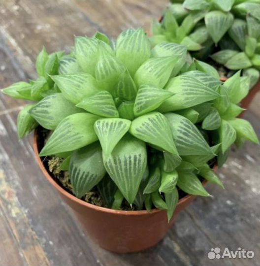 Хавортия ретуза