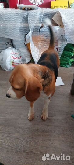 Бигль вязка