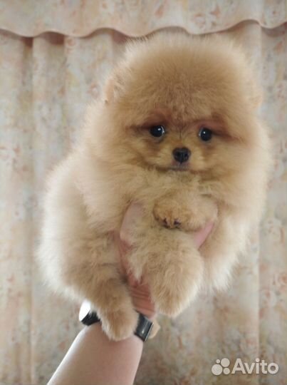 Шпиц померанец