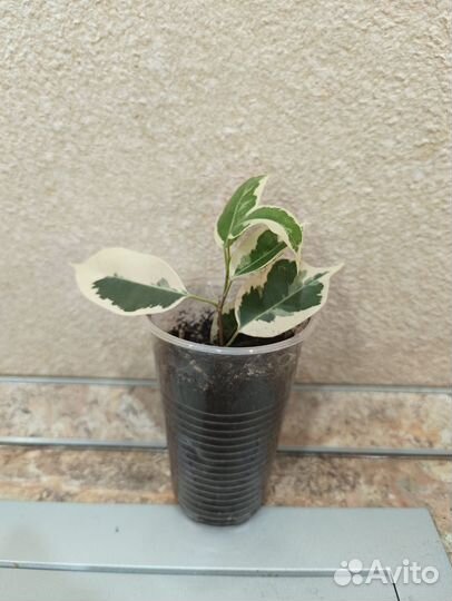 Фикус бенджамина Твилайт