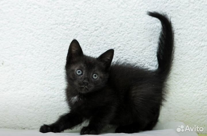 Черный котенок 1,5 месяца