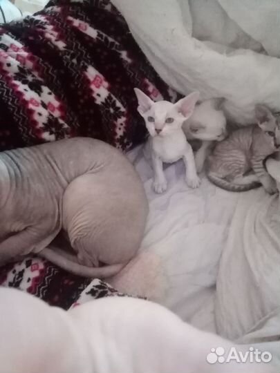 Донской сфинкс котята