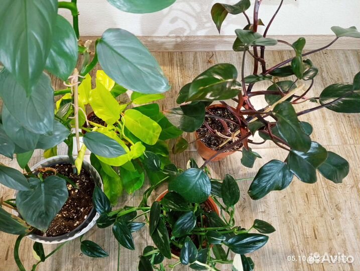 Филодендроны взрослые в ассортименте