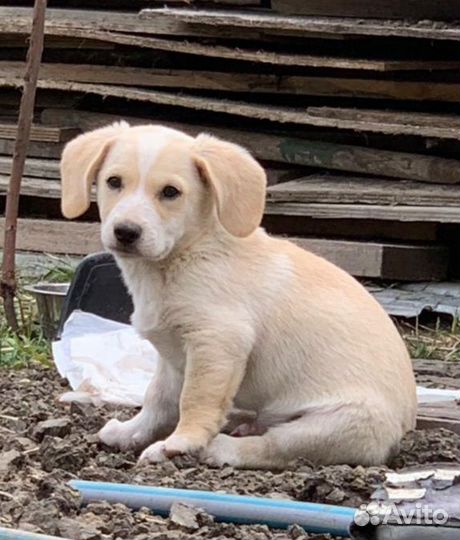 Красивый щенок коротышка