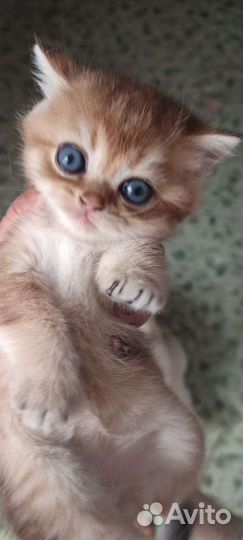 Шотландская кошка