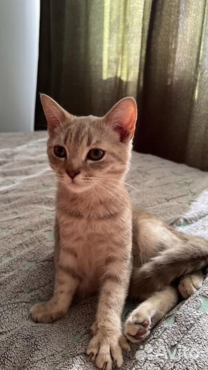 Шотландский кот