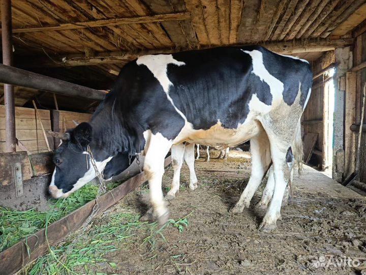 Мясо говядина халяль оптом тушами с доставкой