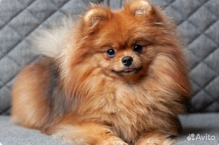 Передержка собак маленьких пород