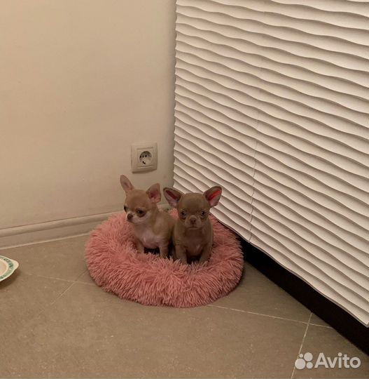 Вязка кобель чихуахуа