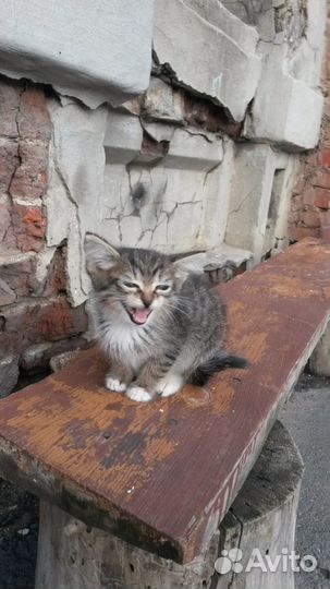 Очень нужен дом котёнку