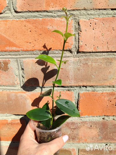 Эсхинантус Мона Лиза