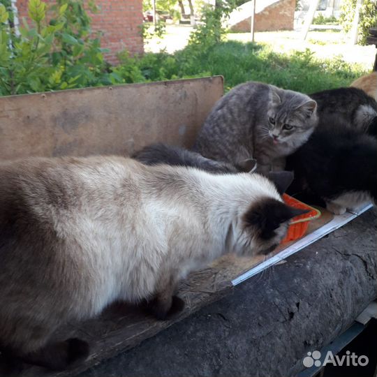 Кот сиамский
