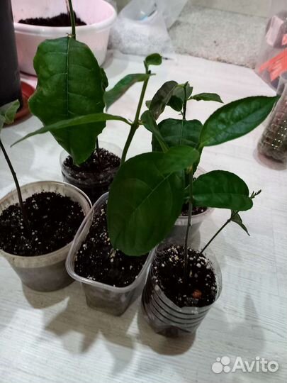 Джекфрут, индийское хлебное дерево