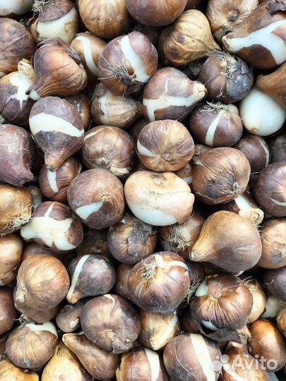 Луковицы тюльпанов оптом 12+