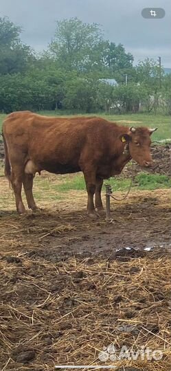 Коровы и бык