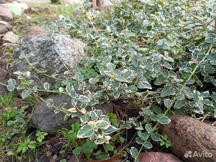 Бересклет форчуна арлекин (ползучий)