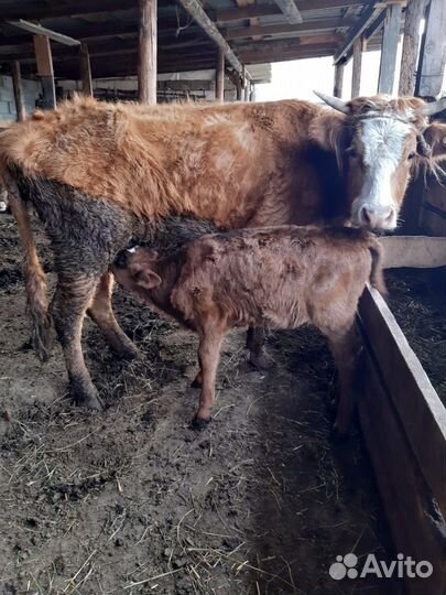 Корова с телёнком